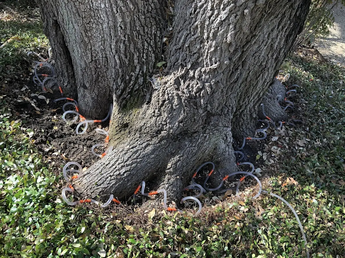 Detailed Tree Cabling and Bracing job site in Coffee Springs