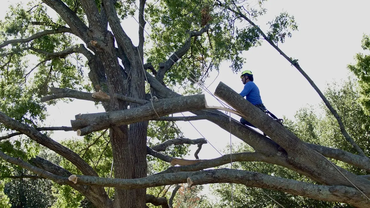 Professional Hazardous Tree Removal performed by certified arborists in Coffee Springs