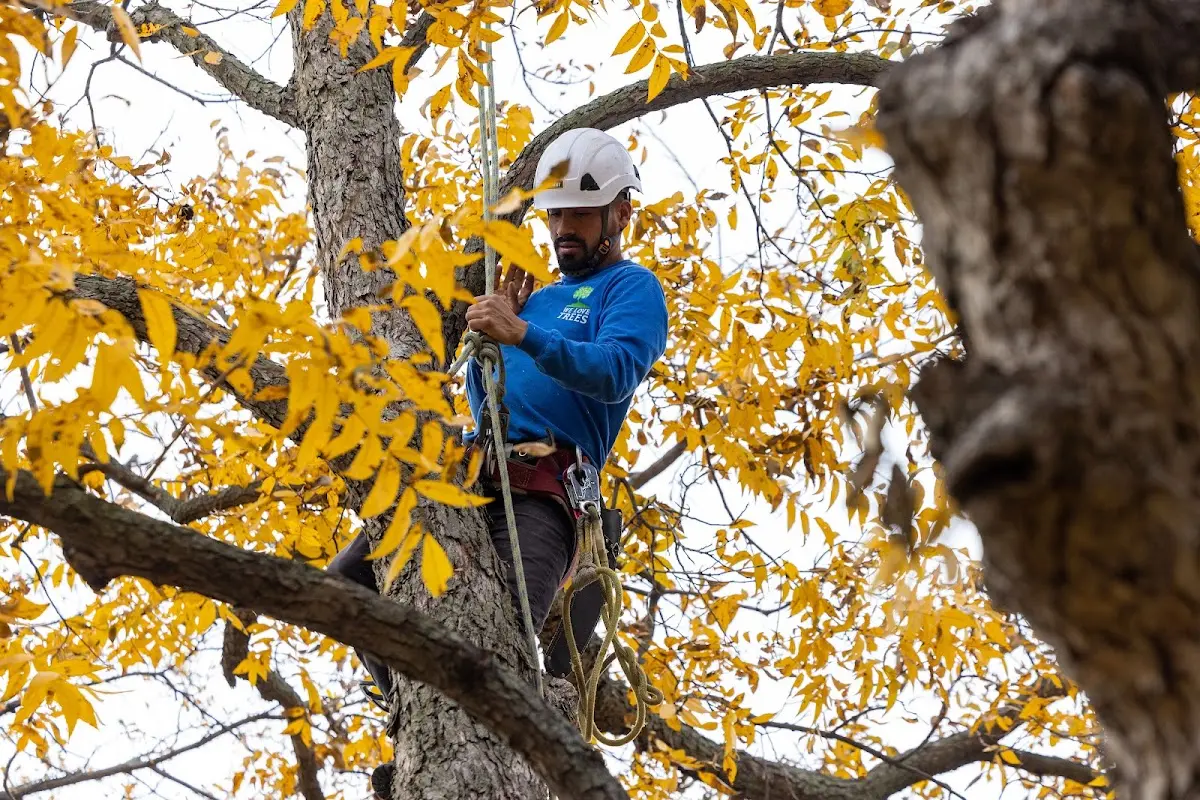Skilled Tree Planing crew working in Coffee Springs