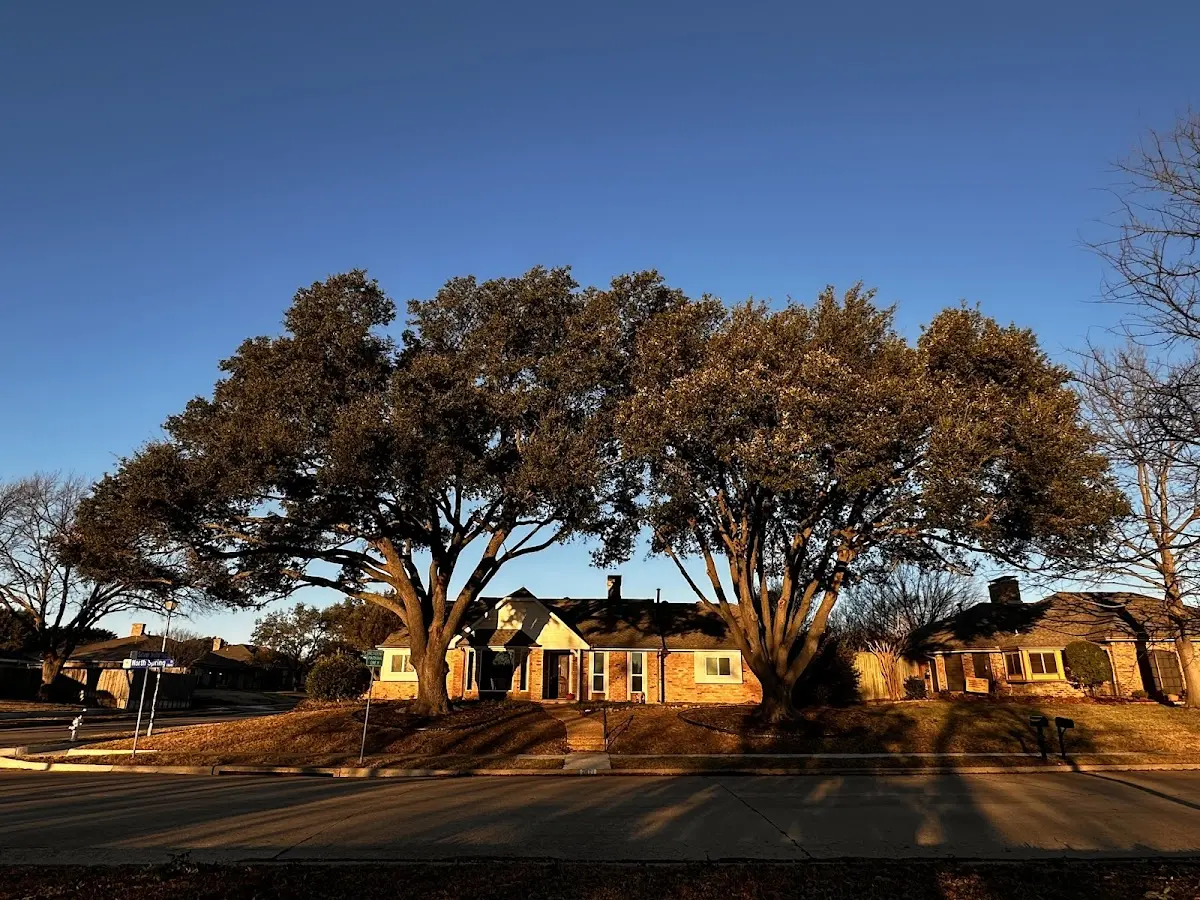 Established residential canopy tree shading a home in Coffee Springs